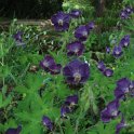 Geranium phaeum fleur